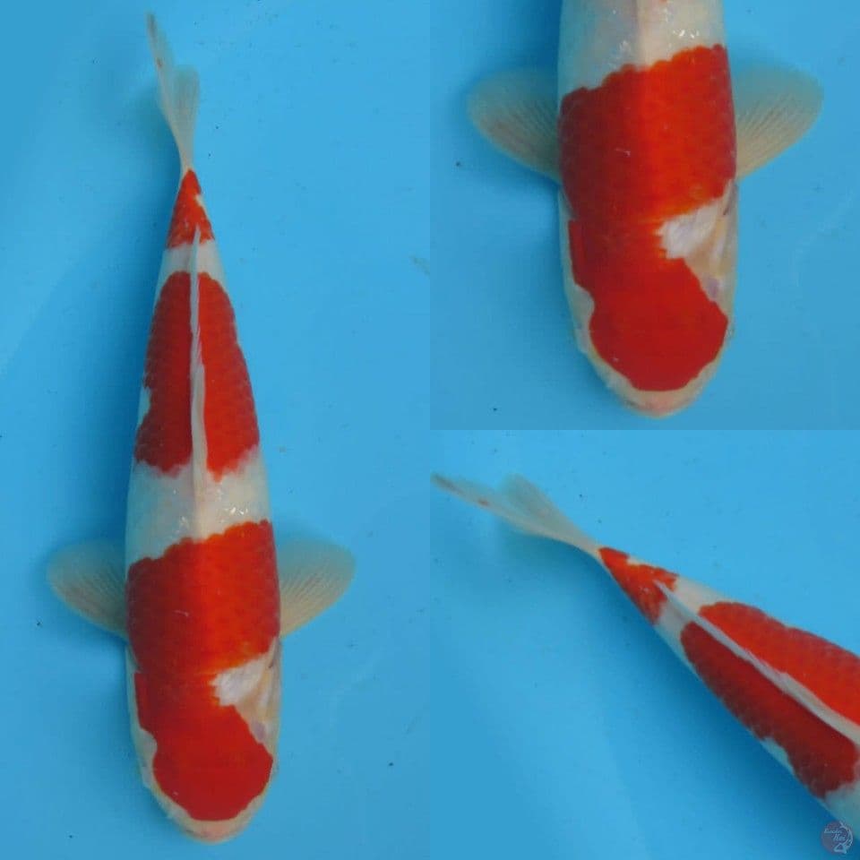 30cm, SQ Kohaku