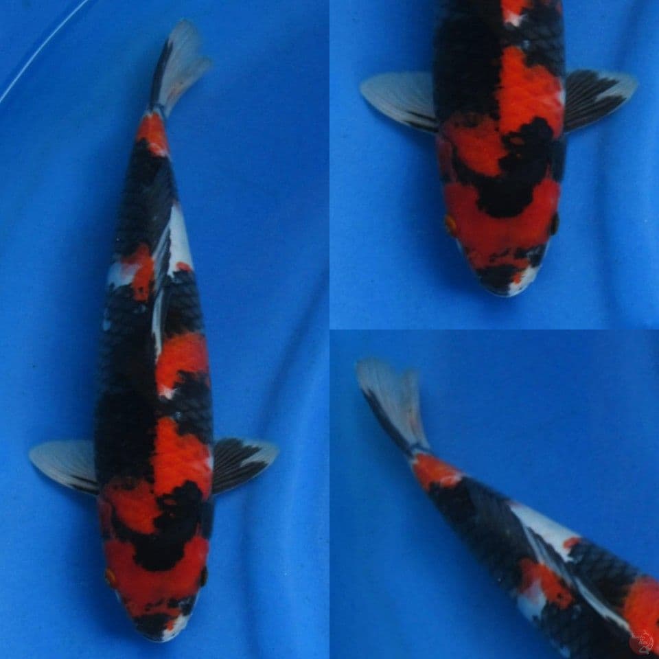 37cm, Super showa