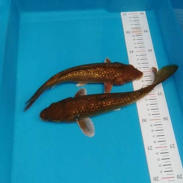 2 ekor Ginrin Penjinak kolam