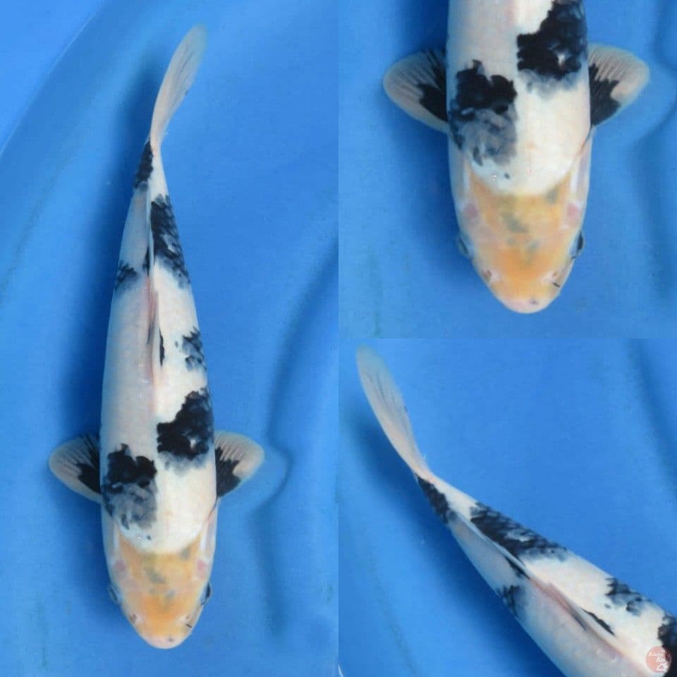 34cm, Shiro mutogoro Super 