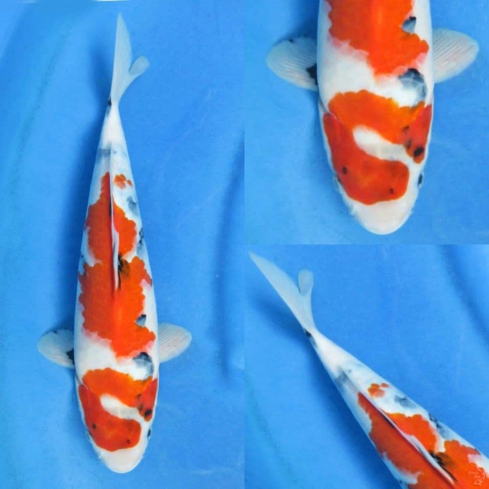 32cm, Dragon showa 