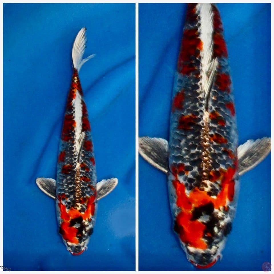 Benigingga 37cm F1 