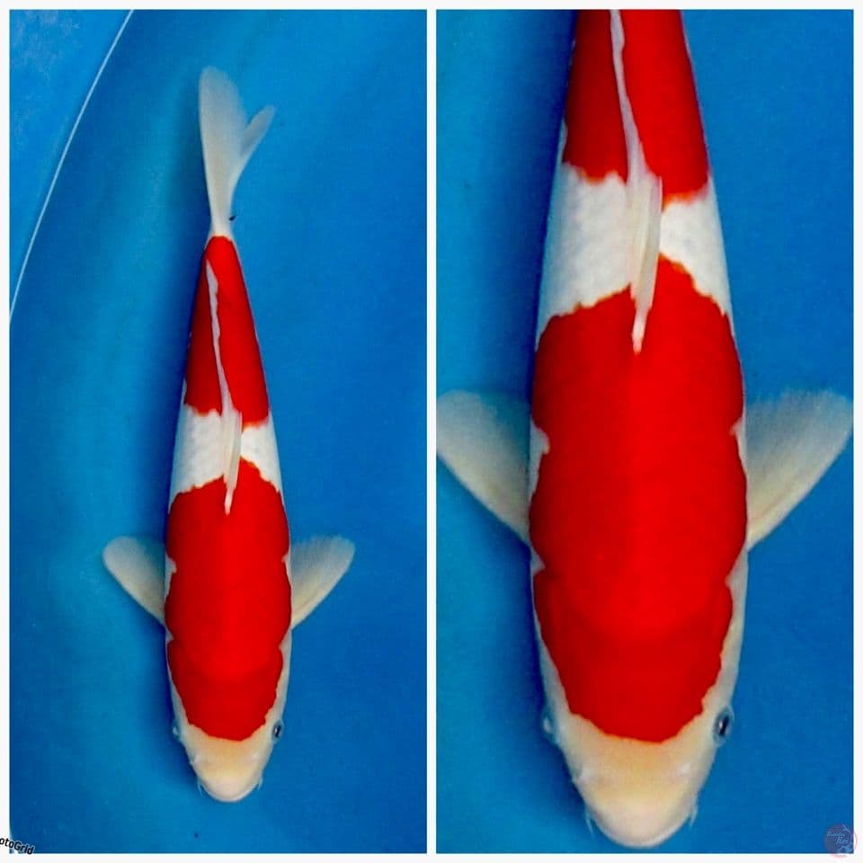 Kohaku f1 sakai 32cm 