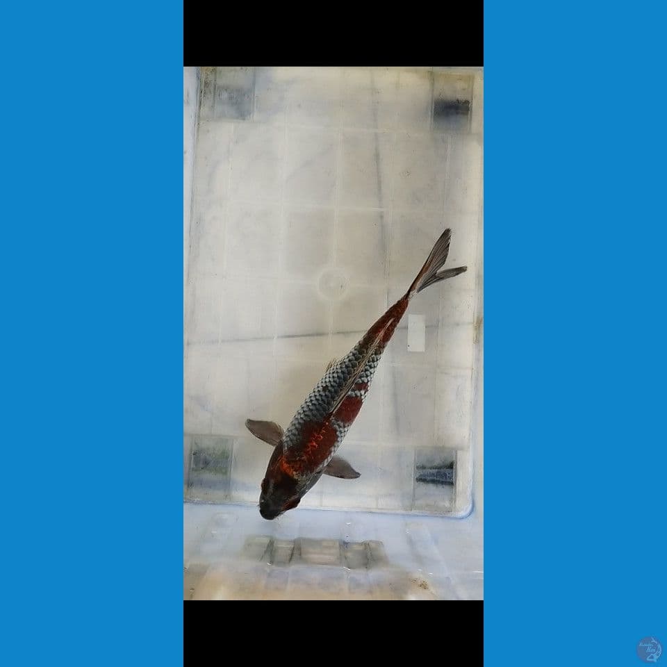kogane ochiba 27cm