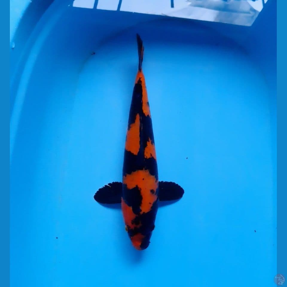 hiutsuri SQ 35cm (male)