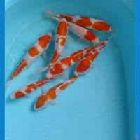 paket kohaku 20BU