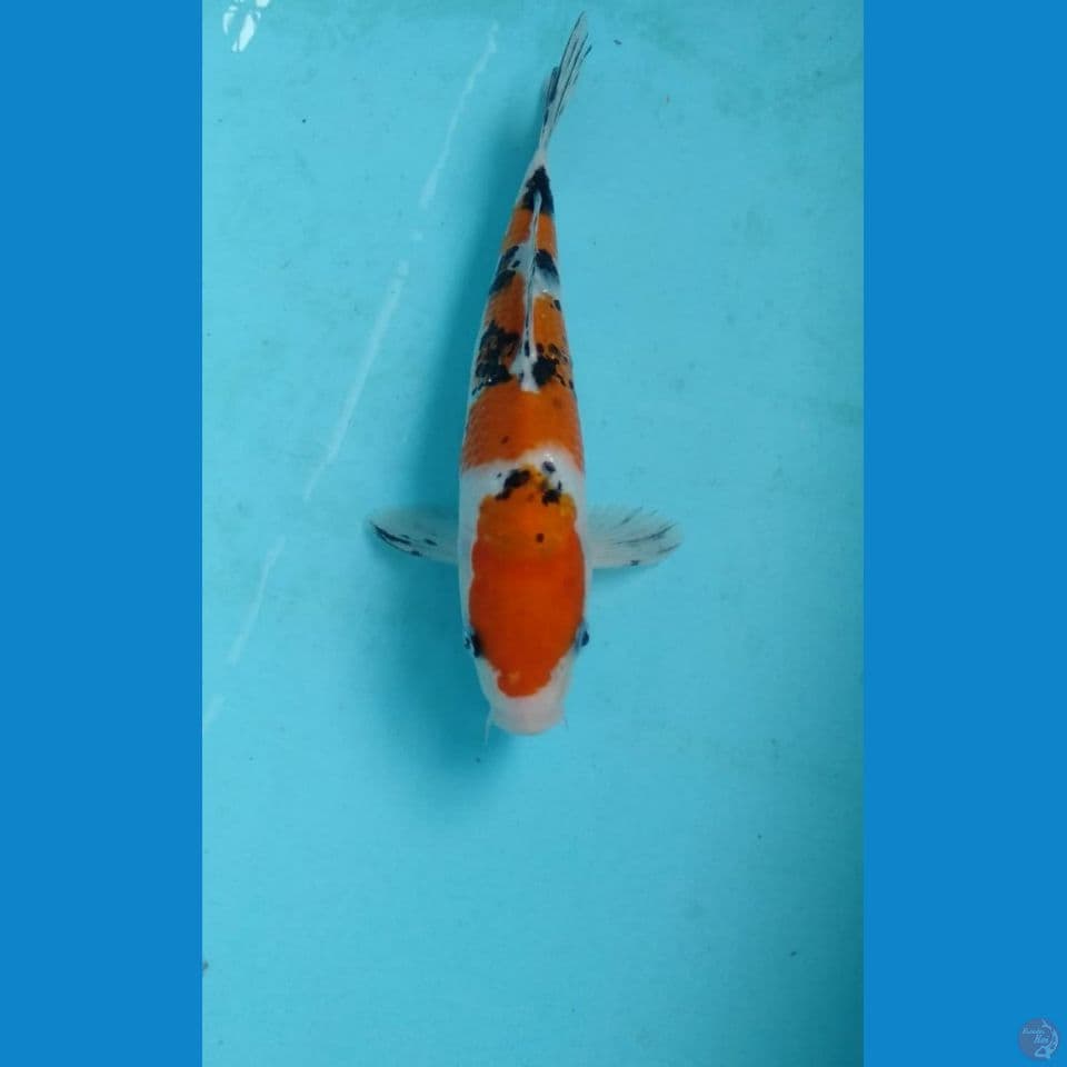 sanke 25cm