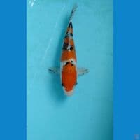 sanke 25cm