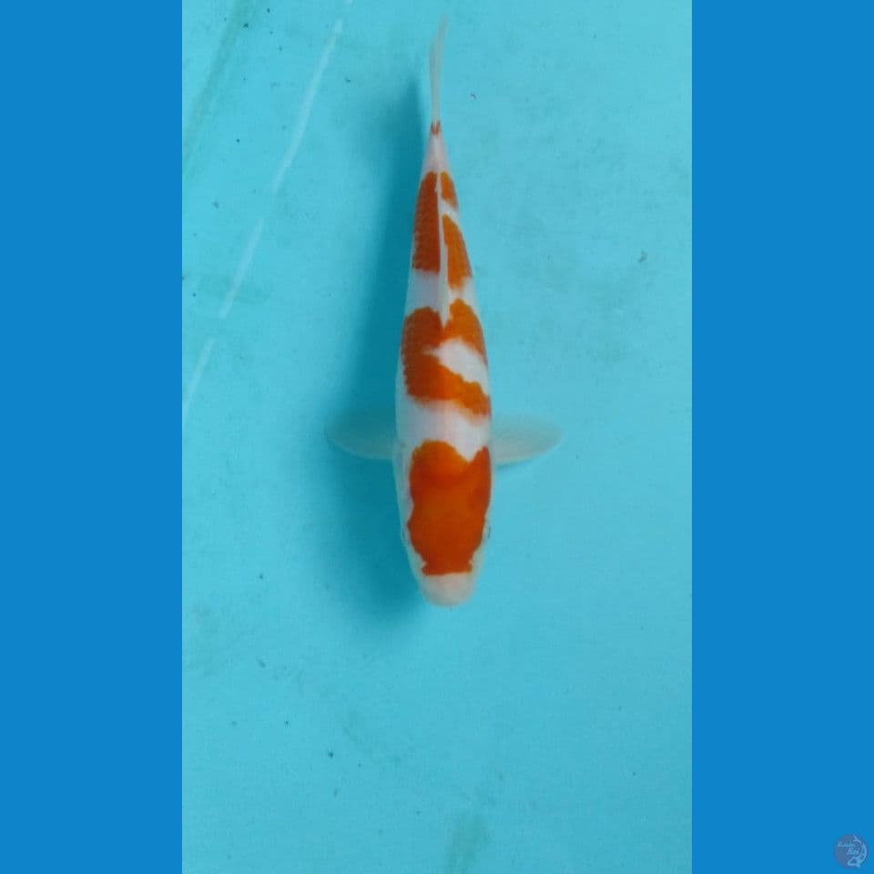 kohaku 22cm