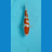 kohaku 22cm
