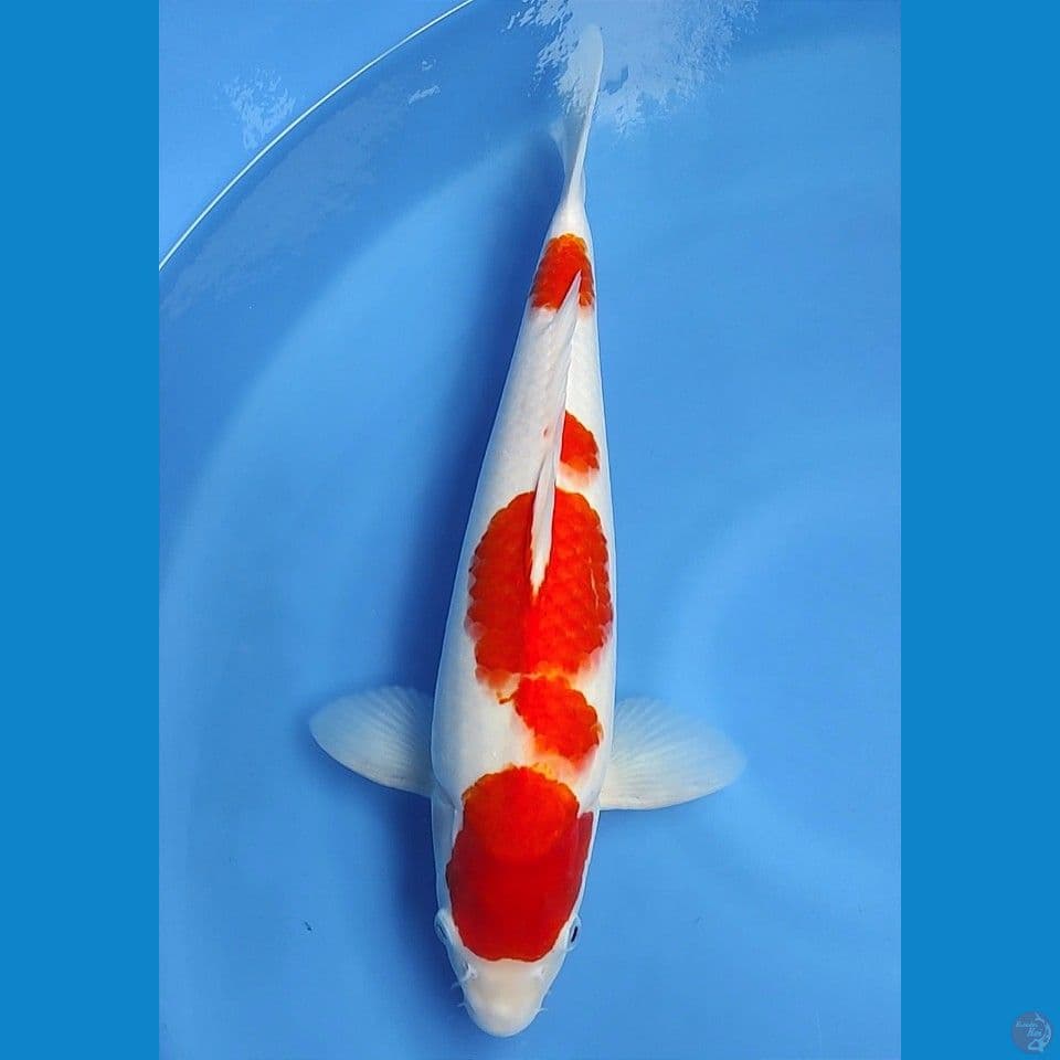 original kohaku 38cm