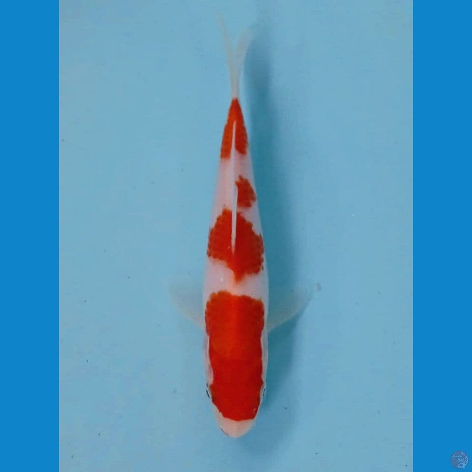 kohaku, 16 cm