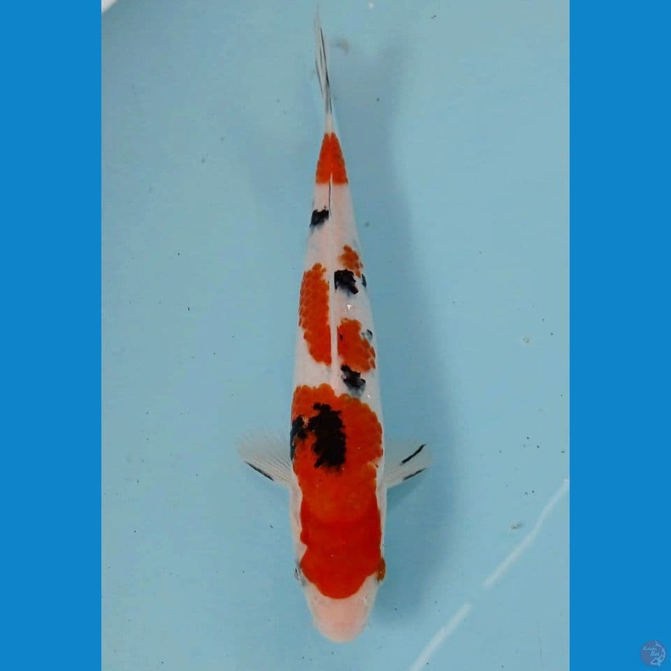 sanke, 21 cm