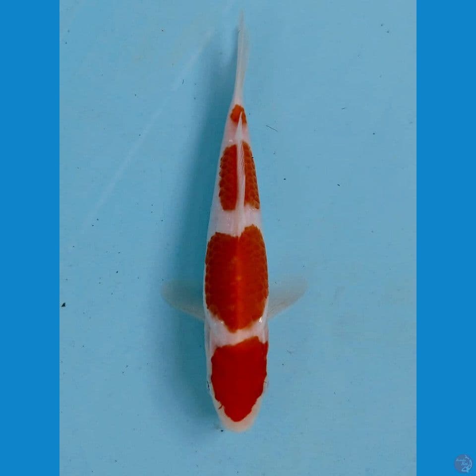 kohaku, 15 cm
