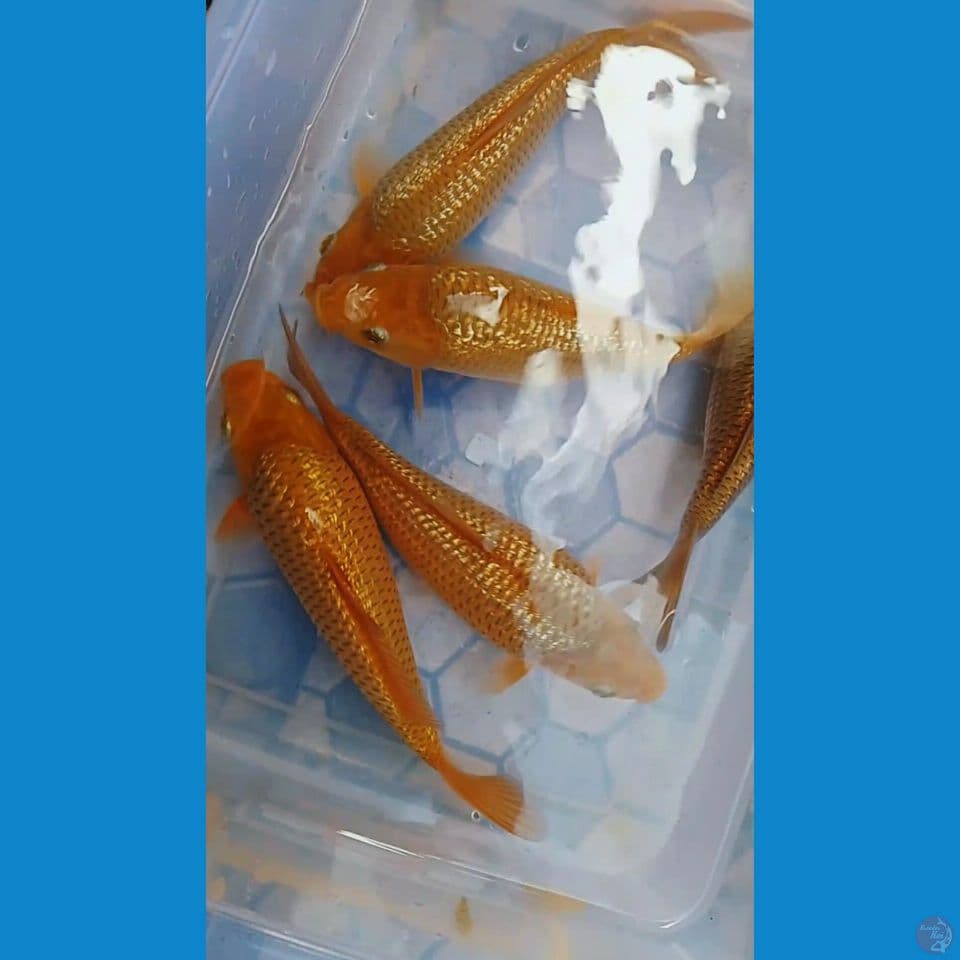 paket karamel 5 Ekor 