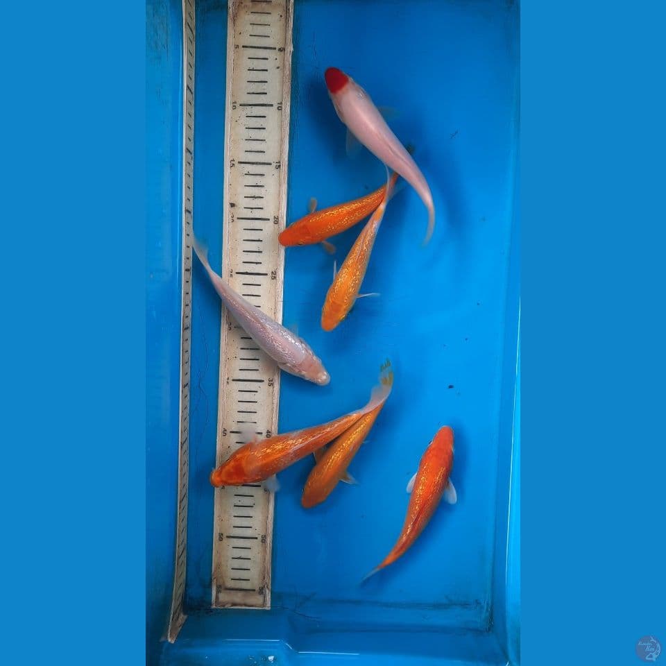 mix