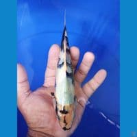 shiro 20 SQ 