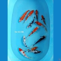 paket mix 16-23,, 12 ekor 