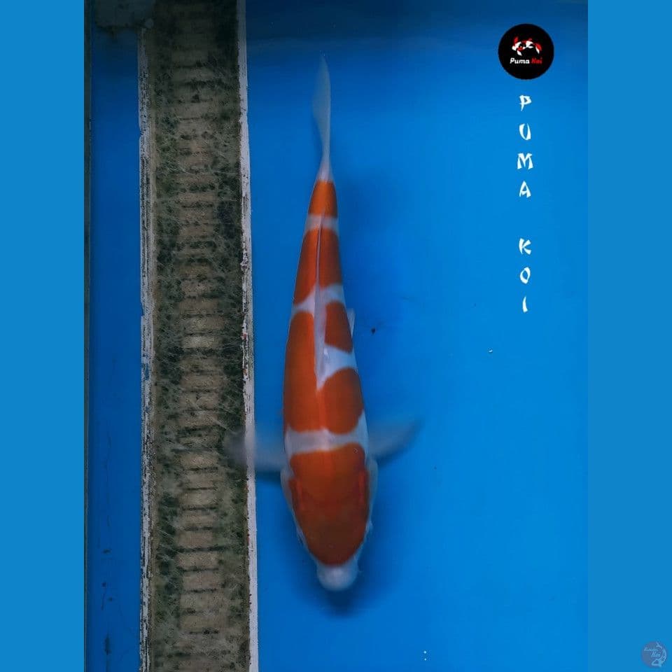 kohaku 28cm