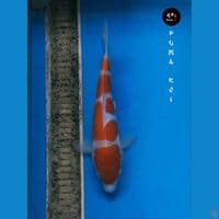 kohaku 28cm