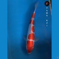 Kohaku 27cm