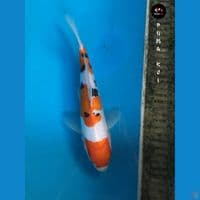 Kohaku 27cm