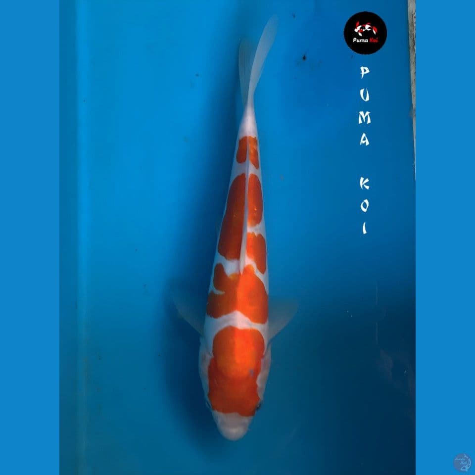 Kohaku SQ 28cm