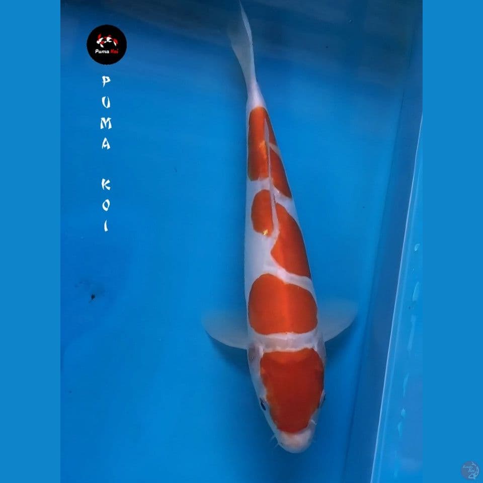 Kohaku SQ 28cm