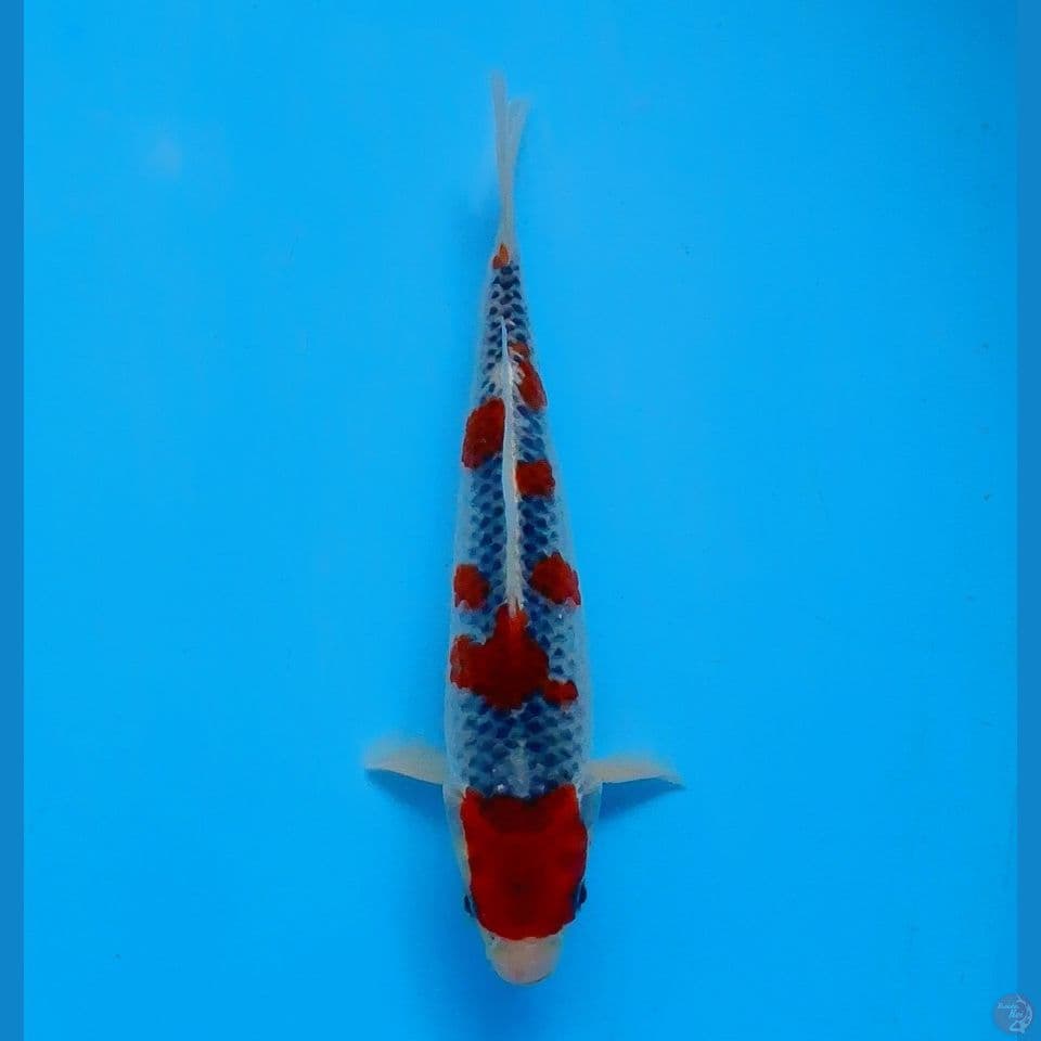sakura goshiki 22cm (male)