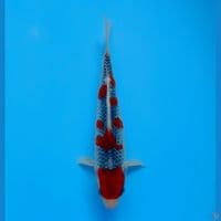 sakura goshiki 22cm (male)
