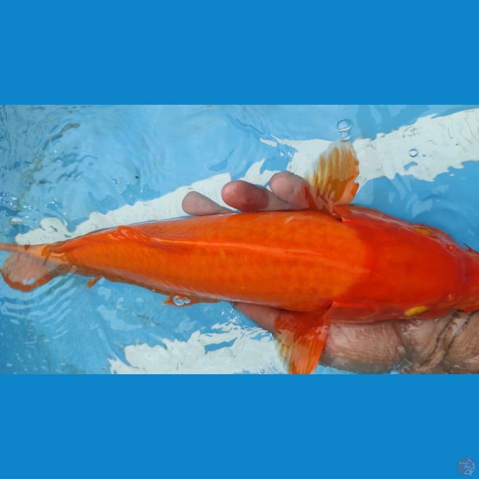 red 38cm
