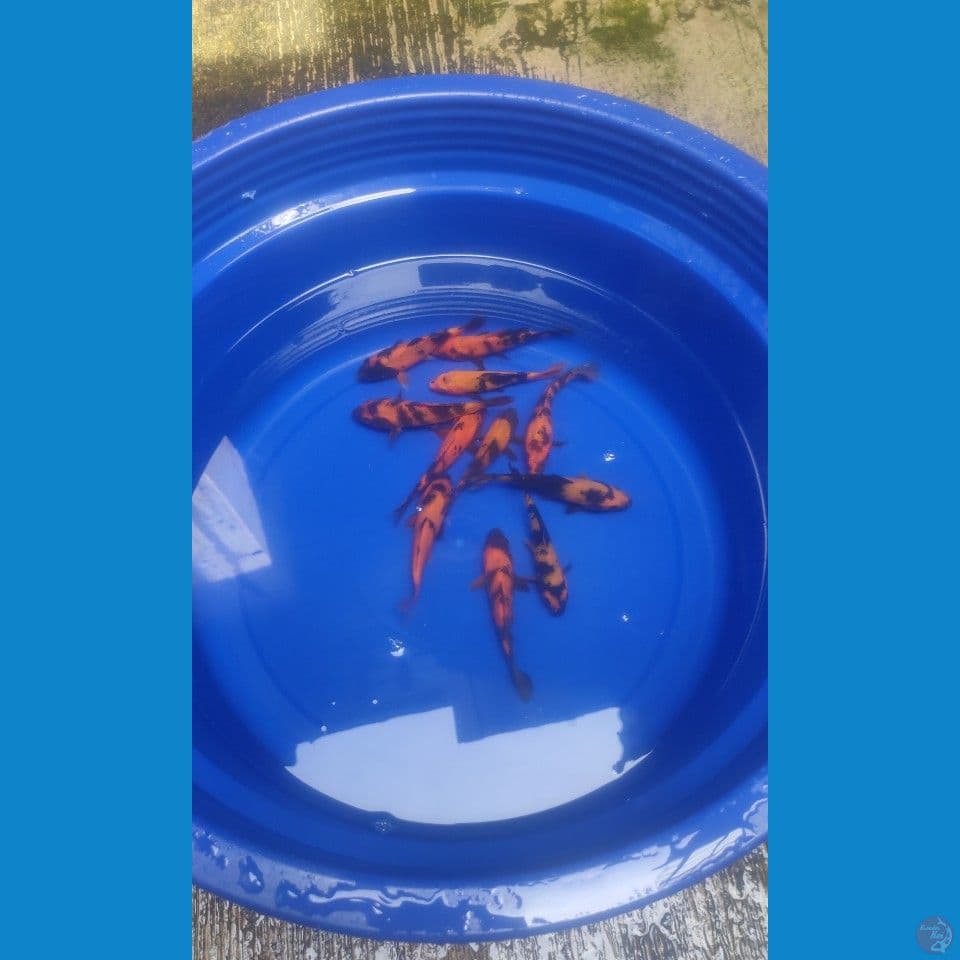 Paket 11ekor Hi-Utsuri 13-15cm™
