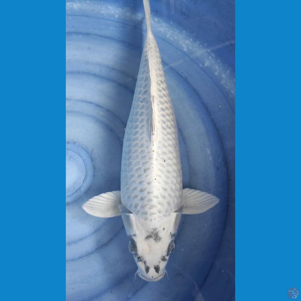 mukasi grandong 55cm