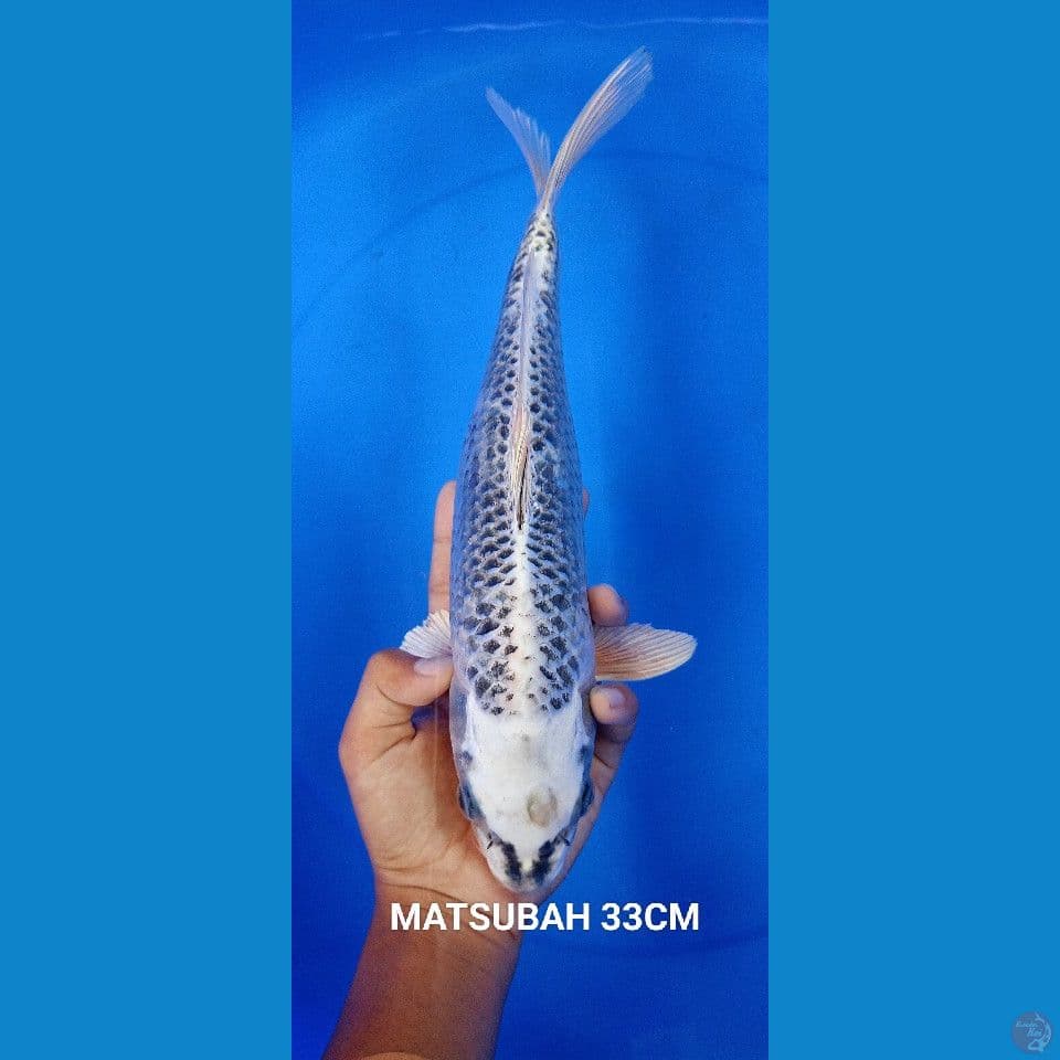 MATSUBAH 33CM 