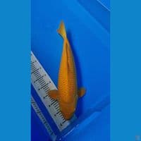 caramel 53 cm male 