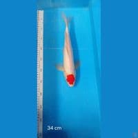tanco 34 cm