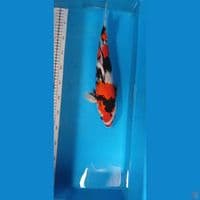 soa 40 cm