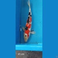 soa 41 cm