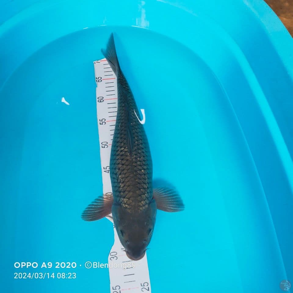 jumbo penjinak kolam 