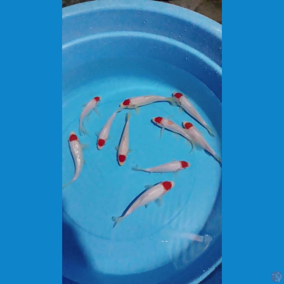 tanco kohaku 15-18 cm