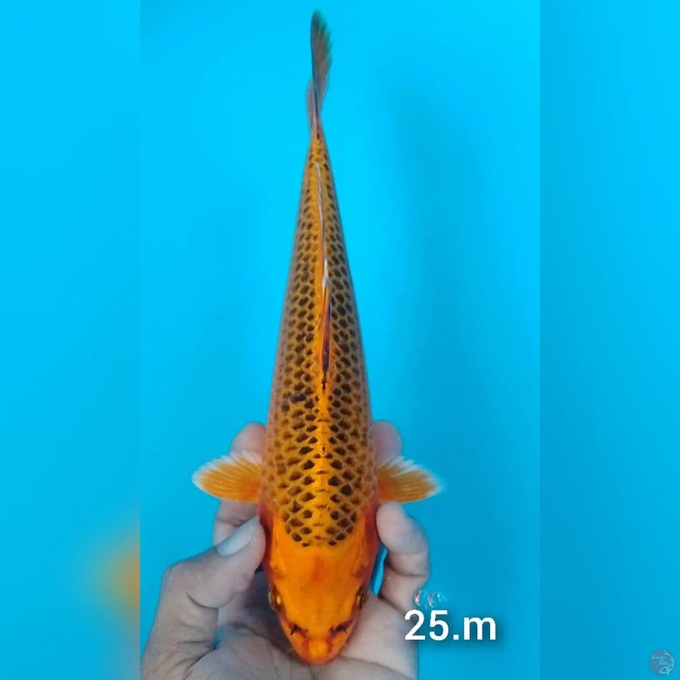 aka matshuba 25cm.m