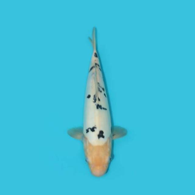YG_BEKKO_31 CM