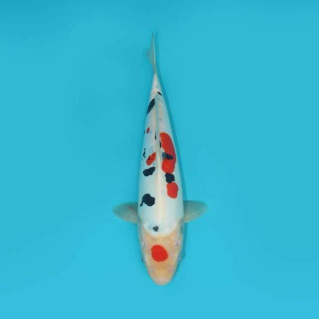 YG_SANKE DOITSU_28 CM
