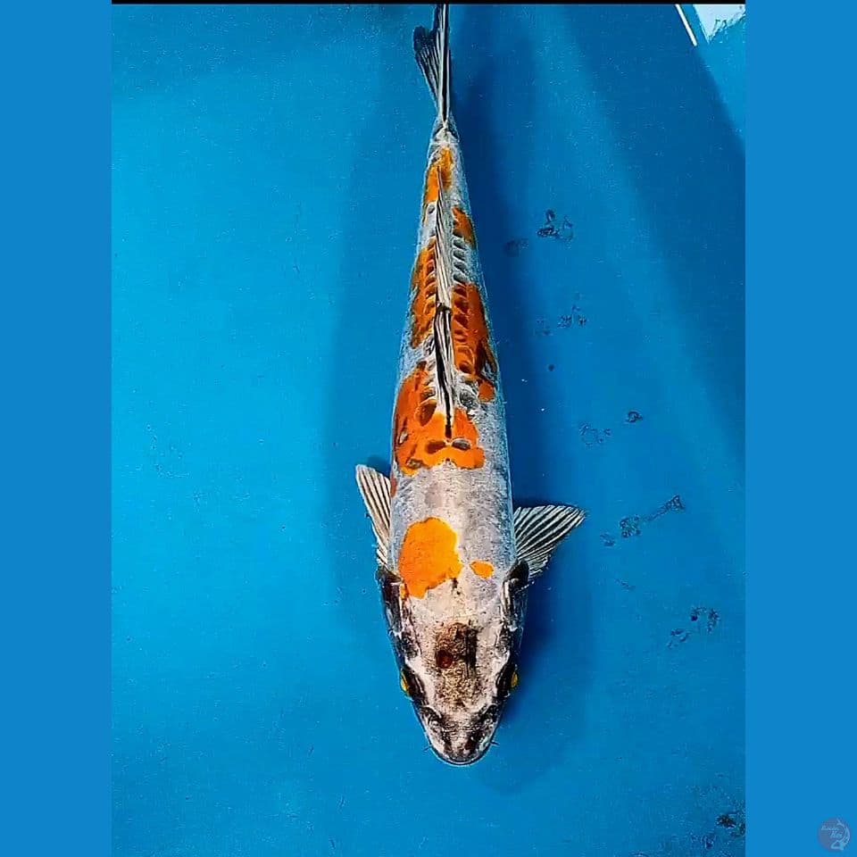 33cm kin kiko