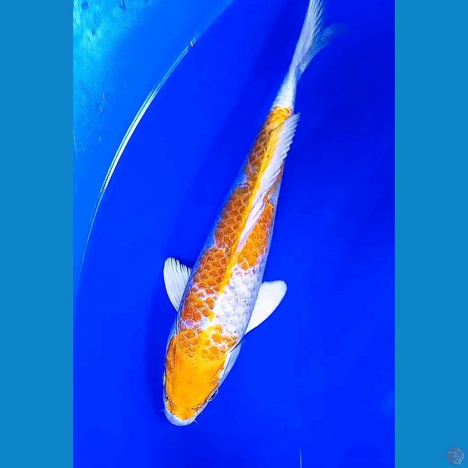 36cm hariwake male