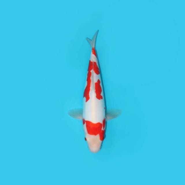 YG_KOHAKU DOITSU_30 CM