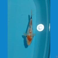 showa kanoko 24cm