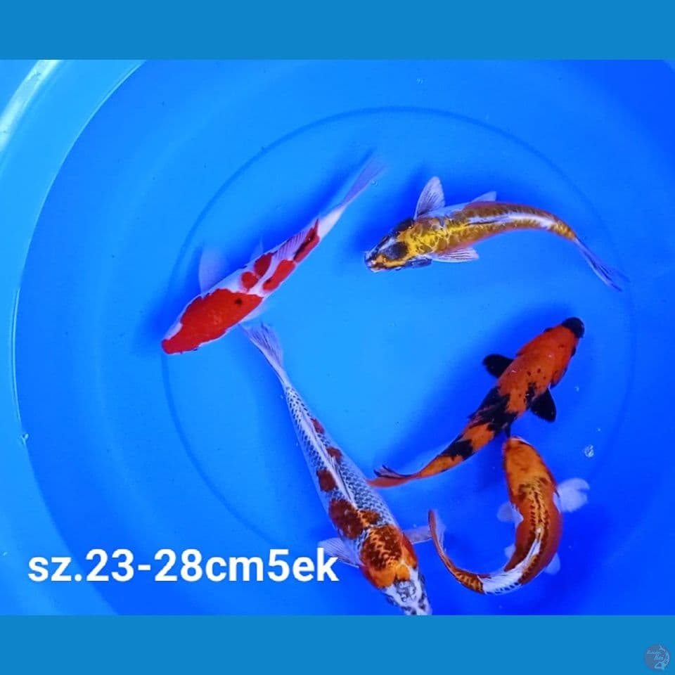 PAKET MIX sz.23-28cm 5ek