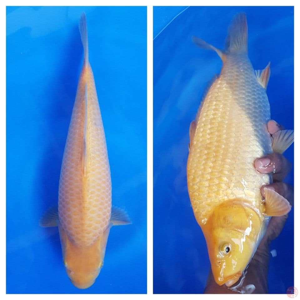 Karasi 30cm munuk tinggi SQ
