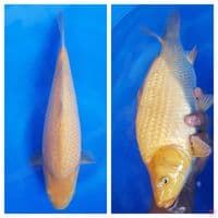 Karasi 30cm munuk tinggi SQ